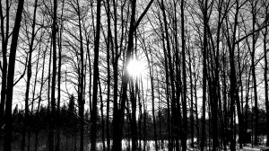 Gratitude-Nature