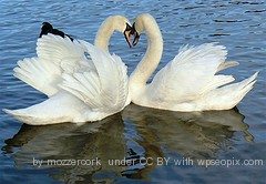Love Valentine Day Love Valentine Day