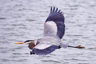 Great_blue_heron