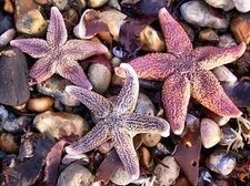 gratitude-starfish