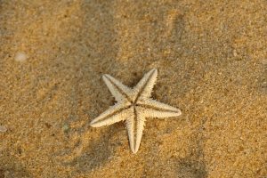 Gratitude-Starfish