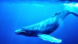 gratitude-Humpback-Whale